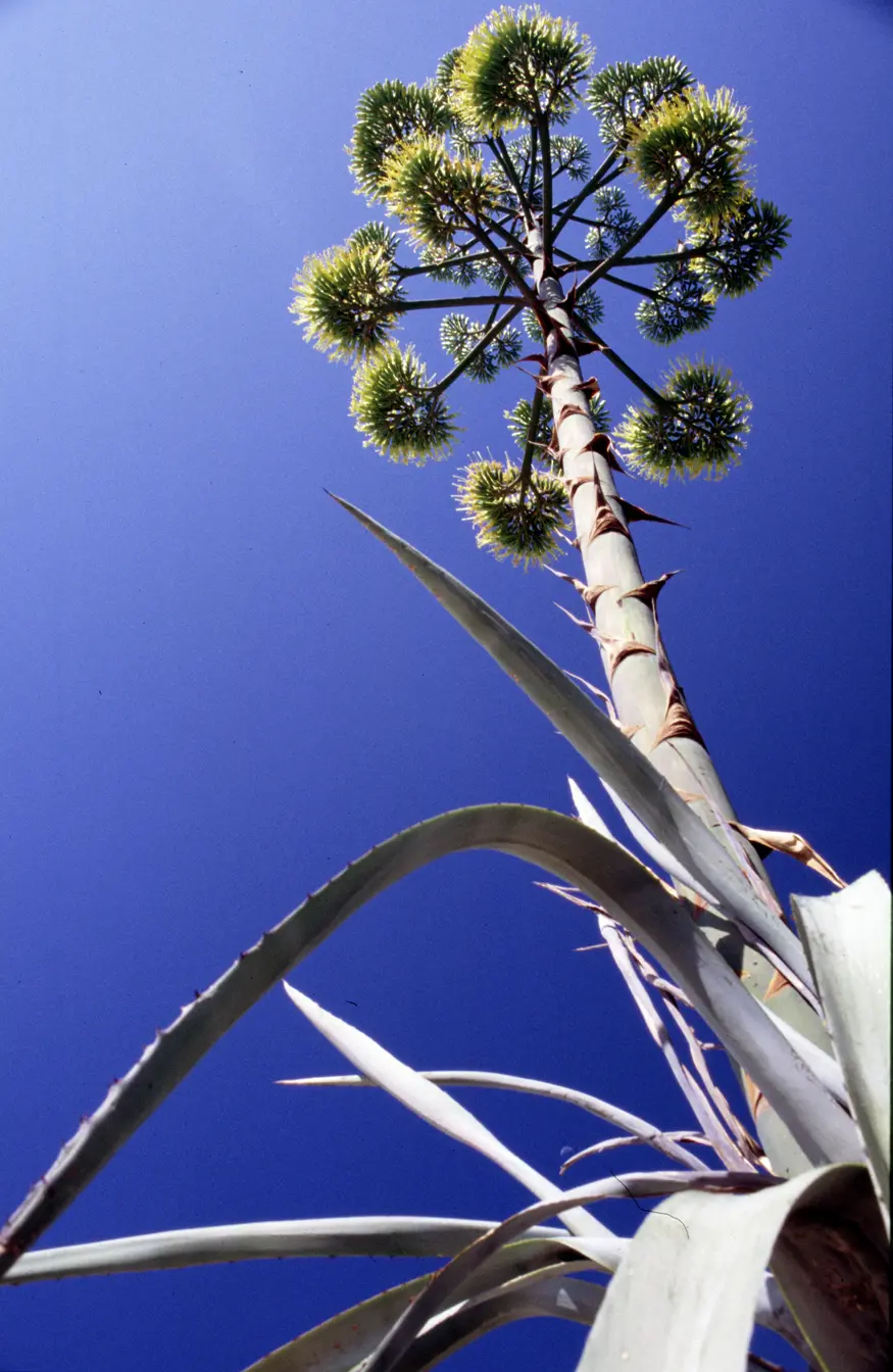 An unusual looking tree that thrives in the dry climate of Croatia's Dalmatian coast.