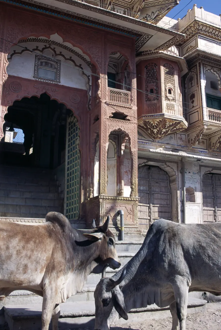 Two cows stand in front of richly ornamented Rajasthani buildings.