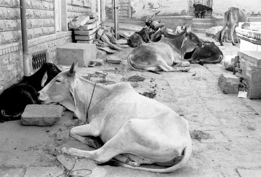 A herd of cows relax in the streets.