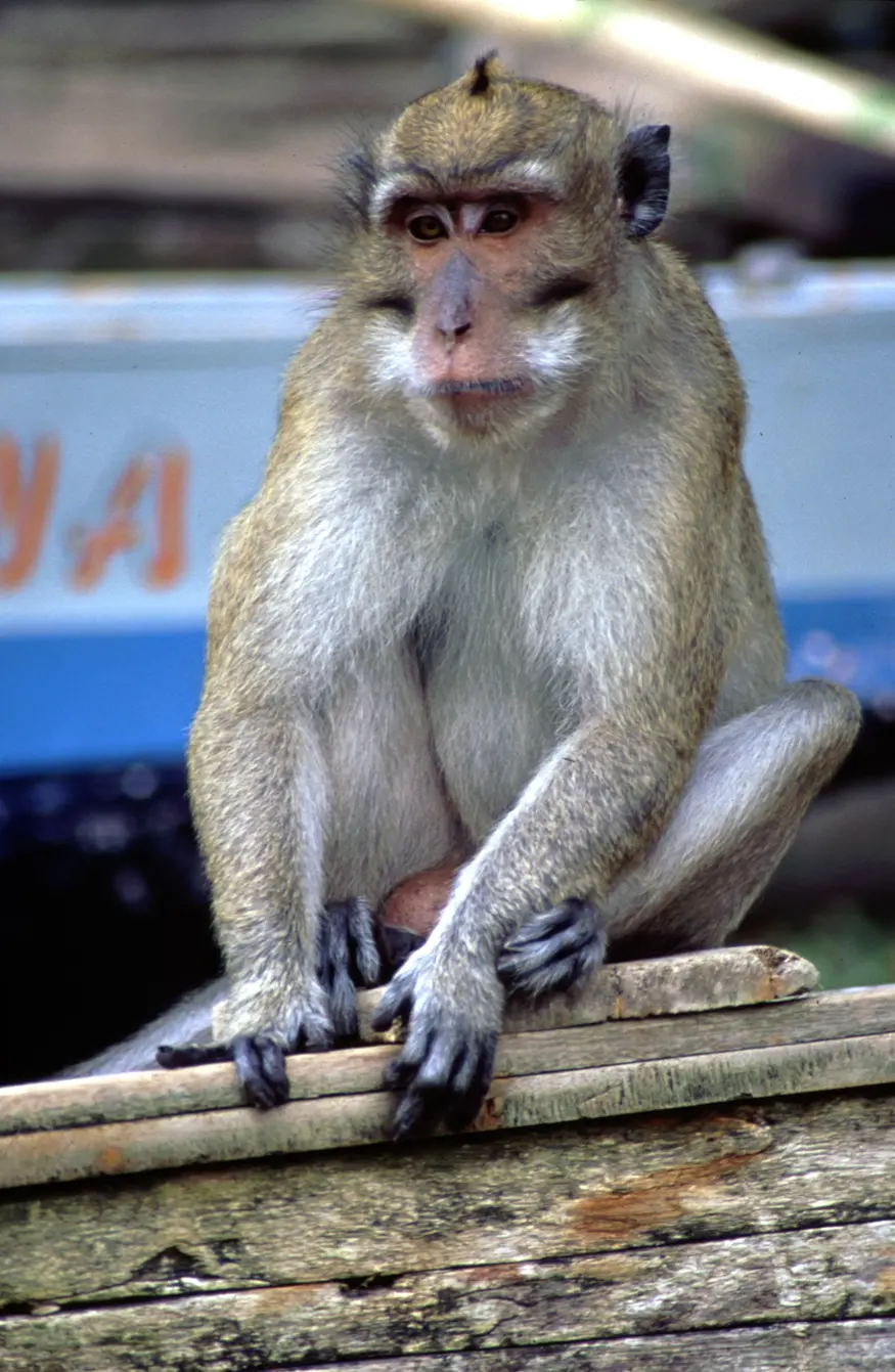 An evil monkey lies in wait for an unsuspecting photographer to happen by and take a photo - so it can bare its teeth and chase him around the beach in Pangandaran, Indonesia.