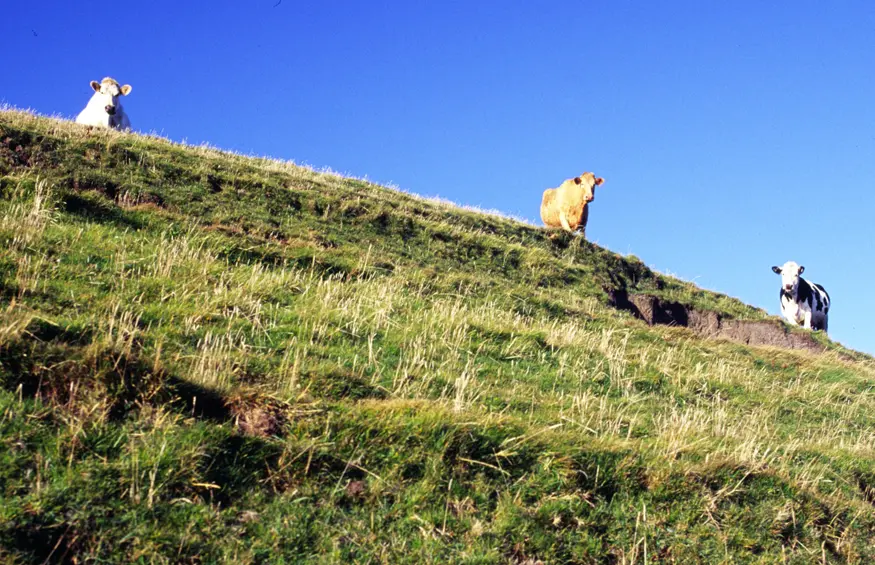 Smiling cows look over the hill on Ireland's west coast.