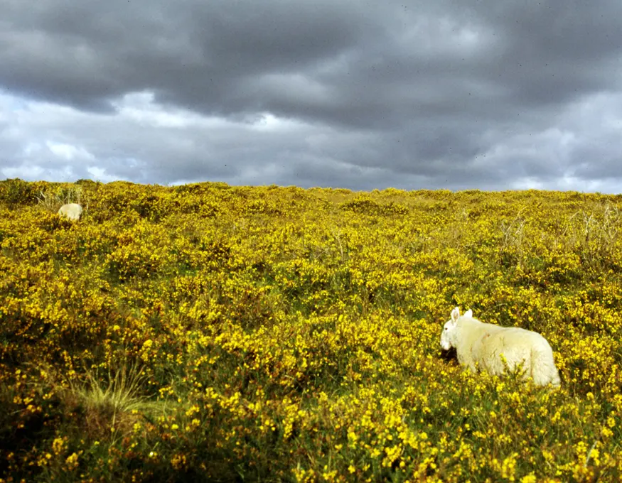 Two sheep walk up a green Irish hill covered in yellow wildflowers.