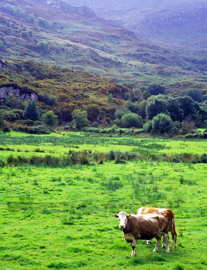 Cows stand watch in a field near Killarney in southwest Ireland