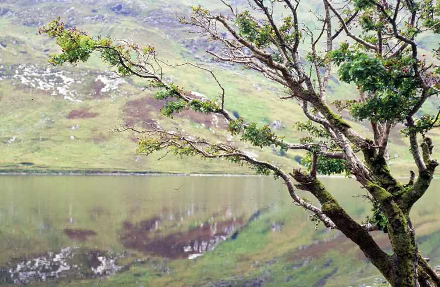 A tree stands alongside a lake in the Connemara area of County Galway, near the Kylemore Abbey.