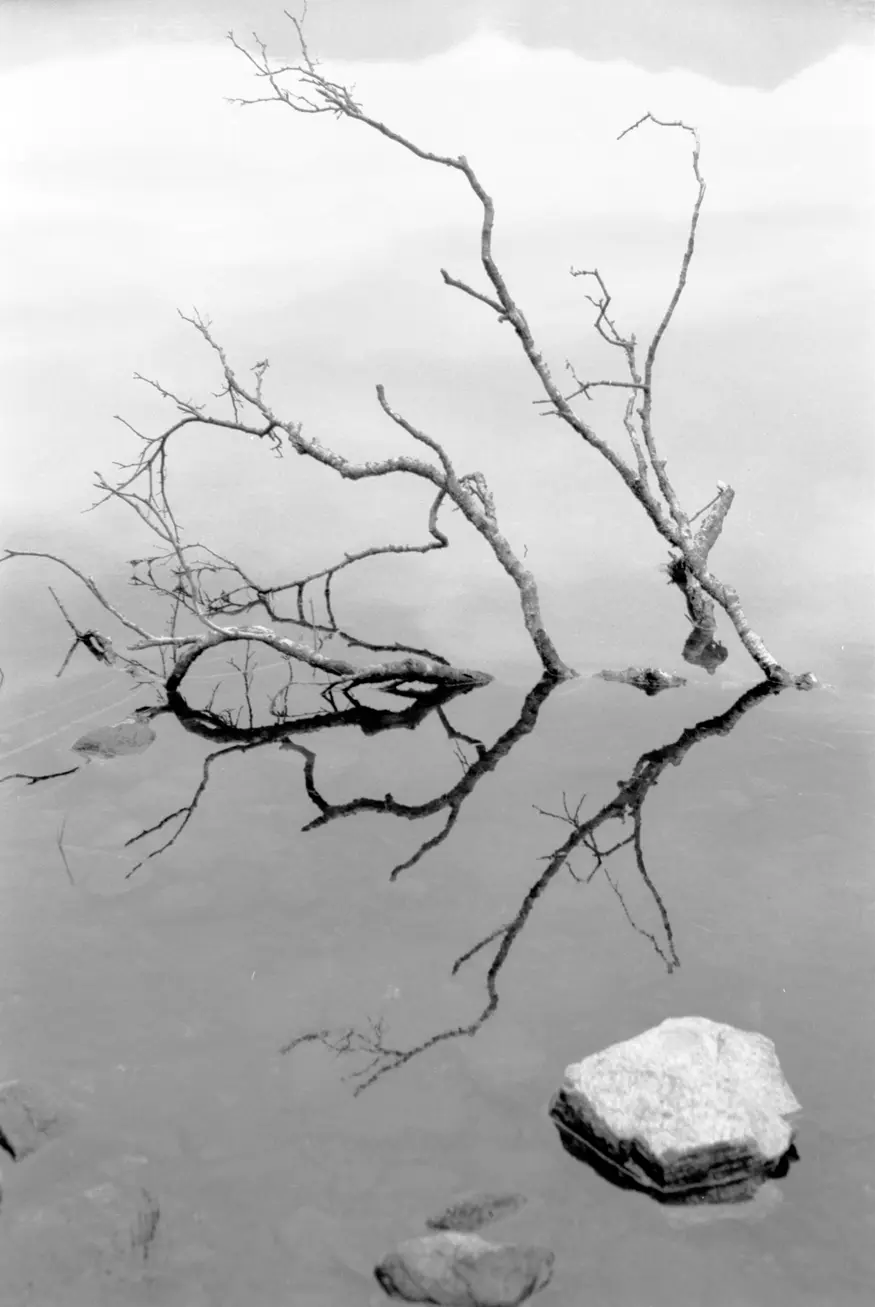 A tree stands alongside a lake in the Connemara area of County Galway, near the Kylemore Abbey.
