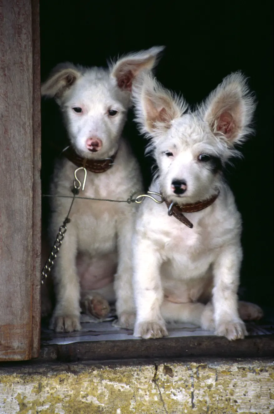 Two long-eared fuzzy dogs in the doorway. The picture says it all.