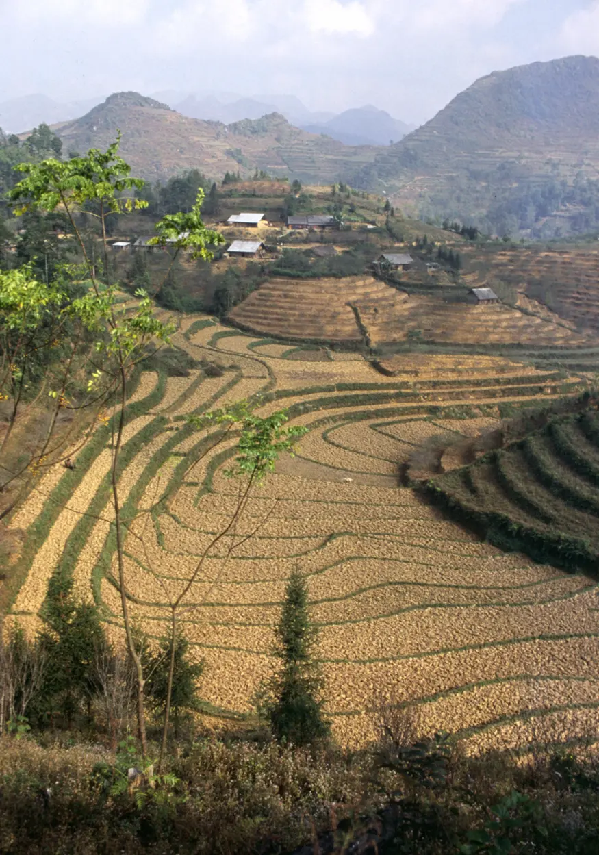 Dry fields of rice await the monsoon rains in northern Vietnam.